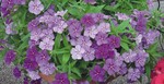 ‘Phloxy Lady Purple Sky’ – ein neuer Sommerphlox aus dem Hause Dümmen