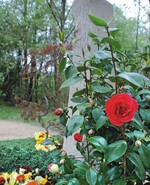 1 Blühende Kamelie als Rahmengehölz.