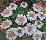 4 Jüngere Kunden sind experimentierfreudig und probieren gern Neuheiten wie diese Kap-Margerite aus.