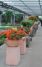 3 Eine ziemlich stabile Nachfrage verzeichnen Hängepetunien, Strukturpflanzen, Blumenampeln und Substrate.