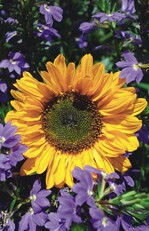 Sonnenblume: Lebenskraft und Entwicklung