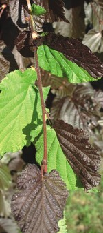 Bluthasel mit Blutarmut