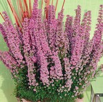 1 Königlichen Charme versprüht ‘Letizia’, eine Erika-Sorte aus der „Beauty-Queen“-Familie.