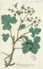 Pelargonium tomentosum (Sektion Pelargonium)