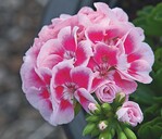 1 ‘Hot Spot White Splash‘ (Endisch) ist eine sehr gefragt Sorte, von der allerdings noch keine großen Mengen existieren.