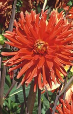 Dahlien sind Zeichen für Sonne, Dankbarkeit und Liebe