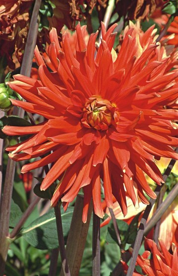 Dahlien sind Zeichen fr Sonne, Dankbarkeit und Liebe