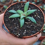 Fleischle testet verschiedene Kulturen im neuen Substrat, hier Crassula.