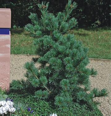 Kiefer fr Ausdauer, Lebenskraft, Familie