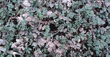 1 Winterschaden an Acaena 
