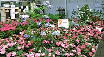 1 Auf regional erzeugte Pflanzen weist eine deutliche Kennzeichnung hin. Blumen und Pflanzen werden mglichst aus fairem Handel bezogen.