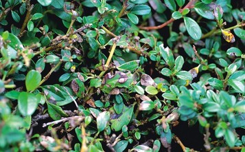 1 Nekrotische Blattrnder sind erste Anzeichen eines Befalls mit Phomopsis cotoneastri.