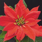 Für Euphorbia pulcherrima ist die
Mutationszüchtung typisch.