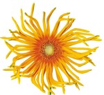 ‘Pasta Pennoni’ fällt auf