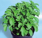 Stevia als Lebensmittelzusatz