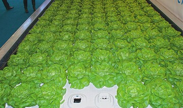  „Dry Hydroponics“-System fr schwimmende Pflanzenkultur und Transport schnellwachsender Kulturen von Cultivation Systems und Vicon