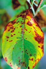 Cornus florida mit Befall von Blattfleckenpilzen.