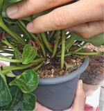 Besondere Substratauflagen fördern Nützlinge.