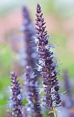 Agastache Hybrid ‘Astello Indigo’