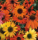 Echinacea Hybrid ‘Cheyenne Spirit’