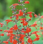 Salvia coccinea ‘Summer Jewel Red’