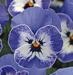 Viola cornuta ‘Sorbet XP Delft Blue’