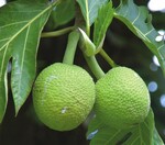 Brotfruchtbäume können pro Jahr im Durchschnitt 450 Kilogramm Stärke liefern, ein echter Beitrag zur Welternährung.