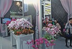 Phalaenopsis bilden einen wichtigen Exportartikel in Taiwan, weshalb die Taiwan Floriculture Exports Association weltweit auf Fachausstellungen vertreten ist.
