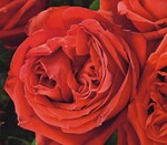 3 ‘Red Elegance’ (Meilland)