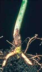 2 Beginn einer Fäule durch Rhizoctonia solani am Stängelgrund einer Crossandra