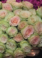 Mit diesen Rosen war FLP im vergangenen Jahr auf der IPM in Essen präsent.