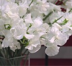 8 Beim Wettbewerb „IPM-Neuheit 2012“ gewann in der Kategorie „Schnittblumen“ Lathyrus odoratus ‘Royal White’ des Japan Flower Trade Council, gezüchtet von Miyazaki Pref. Ja-Osuzu Sweetpea.