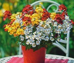 Die Pflanze des Jahres heißt „Trio Mio“