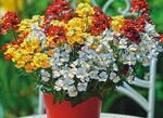 5 Das Nemesia-Trio aus dem Hause Kientzler ist sowohl in Bayern („Trio Mio“) als auch in Norddeutschland („Mine Trine“) die Pflanze des Jahres.