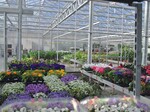 1600 m² bietet das neue Verkaufsgewächshaus in Saarwellingen.