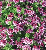 6 Pelargonium ‘Angels Perfume‘ (Elsner Pac) ist als „Dufte Biene“ Brandenburgs Pflanze des Jahres.