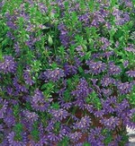 7 Scaevola ‘Saphira‘ ist Sachsens Balkonblumenstar 2012.