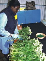 Die deutschen Schnittblumenimporte sind im 1. Halbjahr 2012 deutlich gestiegen (hier: Ranunkeln in Ligurien).