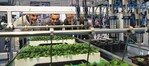 Positive Bilanz und viele Preise auf der Horti Fair