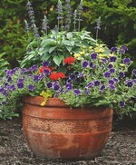 Die „Zuckerpuppe“ eignet sich gut zur Bepflanzung von Gefäßen in Gemeinschaft mit anderen sommerblühenden oder grünen Pflanzen.