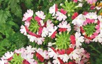 Verbena ‘Lanai Twister Red’