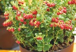 Vaccinium ‘Red Candy’