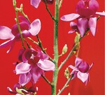 Magnolia ‘Cleopatra’