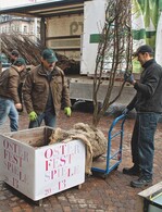 Kurz vor Beginn der Festspiele wurden die Bäume in Baden-Baden aufgestellt.