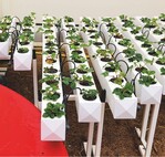 3 Erfreulicherweise stellt die Gartenschau auch moderne technische Verfahren der gartenbaulichen Produktion dar.