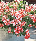 3 Die „Feine Fine“ ist in Berlin und Brandenburg Pflanze des Jahres.