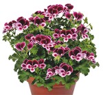 2 Auf der igs Hamburg wurde „Lillibet“, Norddeutschlands Pflanze des Jahres, gekürt.