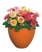 Syngenta-Verkaufsleiter Luit Mazereeuw nahm den Preis aus den Händen von FleuroselectPräsident Nils Klemm (rechts) und dem Vorsitzenden des FleuroStar-Commitees, Jan Sijm, entgegen.