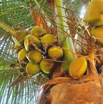 Substrate für den Gartenbau