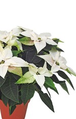 Wenige wollen eine frühe Weihnachtssaison